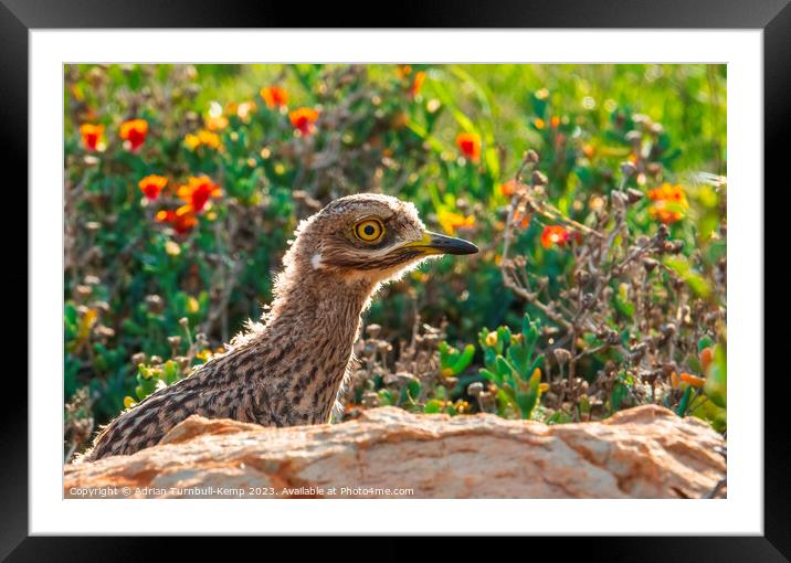 Spotted thick-knee chick Framed Mounted Print by Adrian Turnbull-Kemp