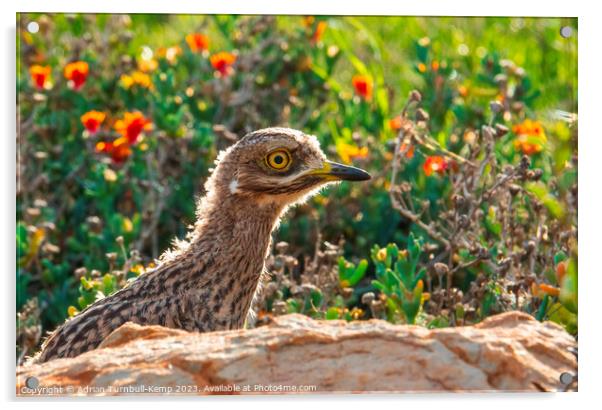 Spotted thick-knee chick Acrylic by Adrian Turnbull-Kemp