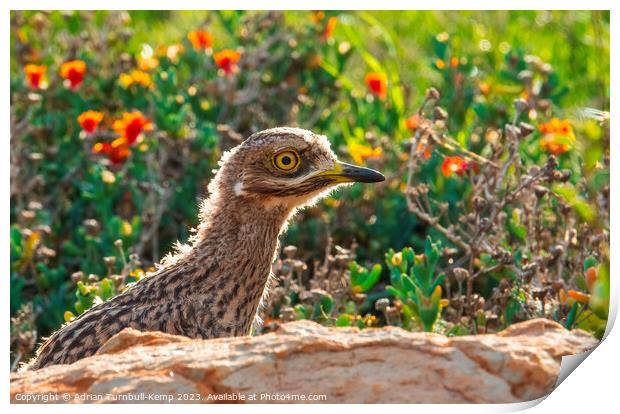Spotted thick-knee chick Print by Adrian Turnbull-Kemp
