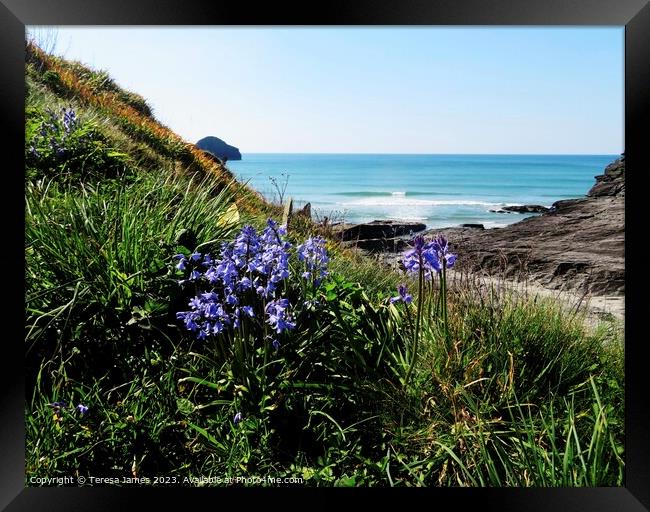 Bluebells on coast path  Framed Print by Teresa James