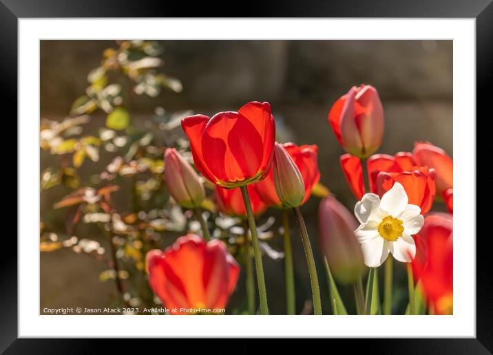 Tulips Framed Mounted Print by Jason Atack