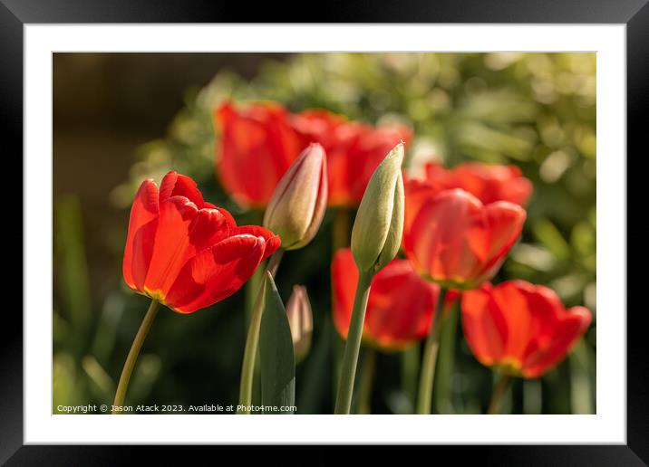 Tulips Framed Mounted Print by Jason Atack
