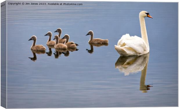 Seven swans a-swimming! Canvas Print by Jim Jones