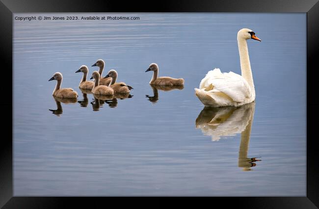 Seven swans a-swimming! Framed Print by Jim Jones