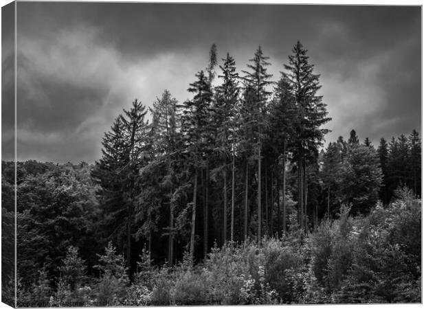 Spa Forest in KArlovy Vary, Czech Republic Canvas Print by Dietmar Rauscher