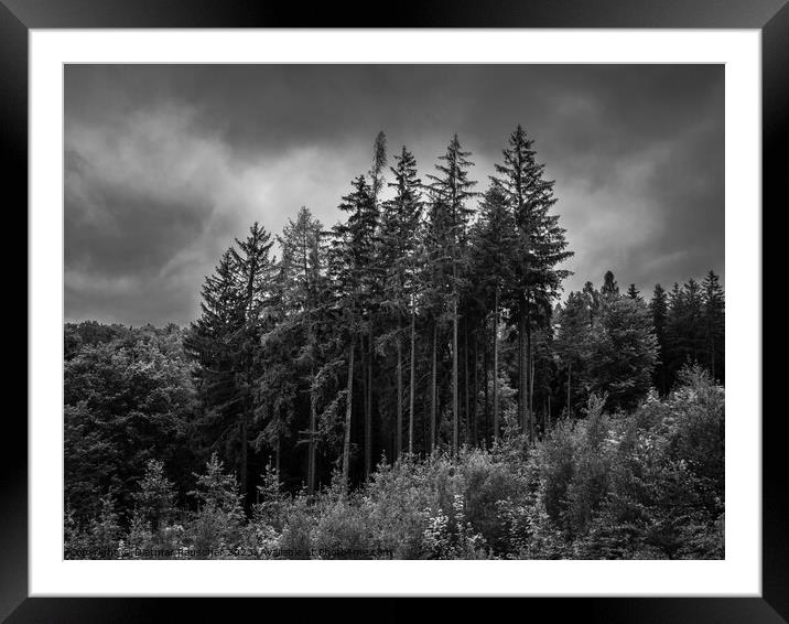 Spa Forest in KArlovy Vary, Czech Republic Framed Mounted Print by Dietmar Rauscher