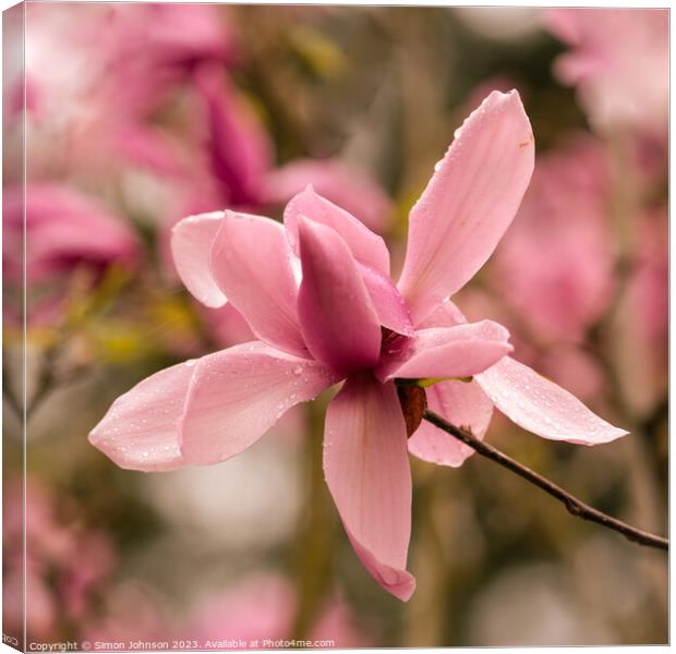Pink magnolia flower Canvas Print by Simon Johnson