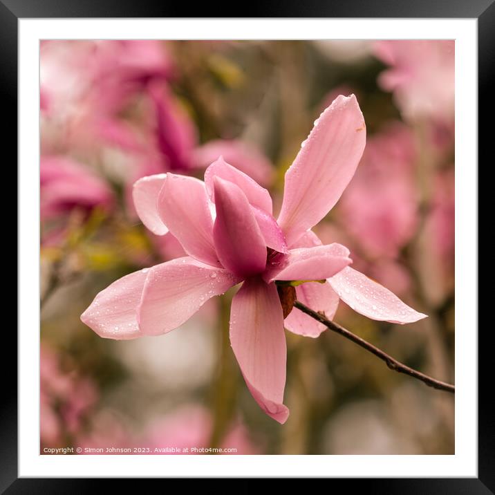 Pink magnolia flower Framed Mounted Print by Simon Johnson