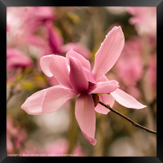 Pink magnolia flower Framed Print by Simon Johnson