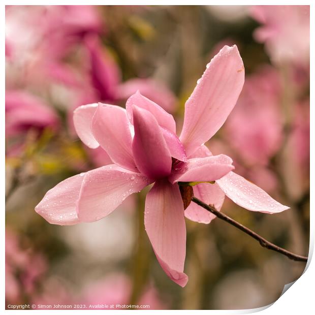 Pink magnolia flower Print by Simon Johnson