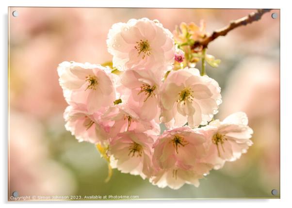 Cherry Blossom Acrylic by Simon Johnson