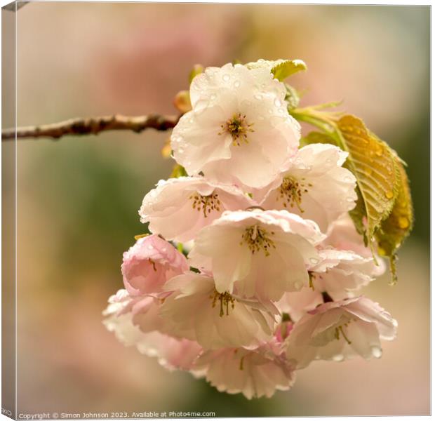 Cherry blossom flower Canvas Print by Simon Johnson