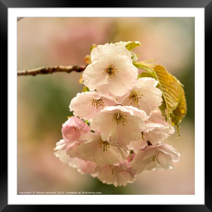Cherry blossom flower Framed Mounted Print by Simon Johnson