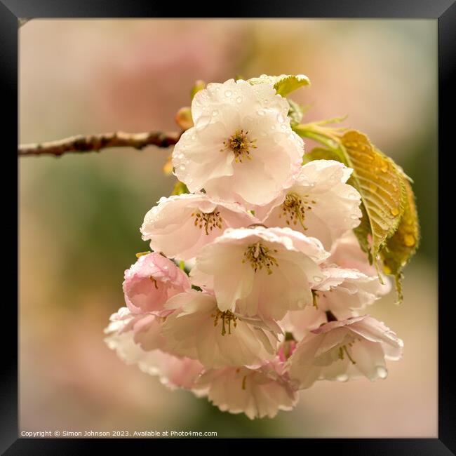 Cherry blossom flower Framed Print by Simon Johnson