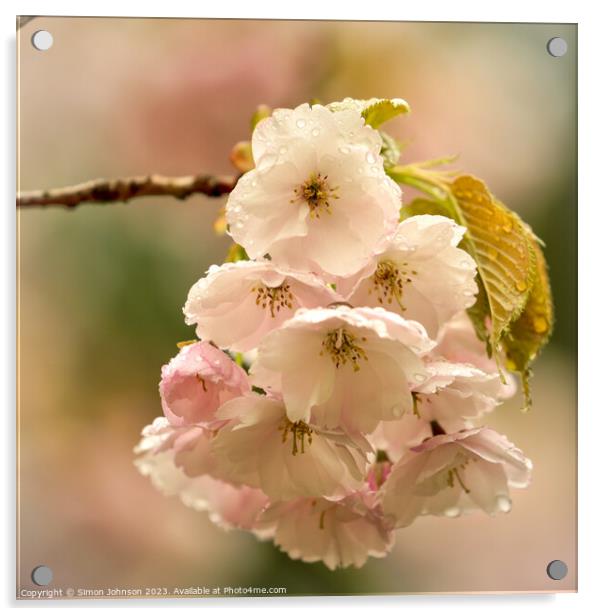 Cherry blossom flower Acrylic by Simon Johnson