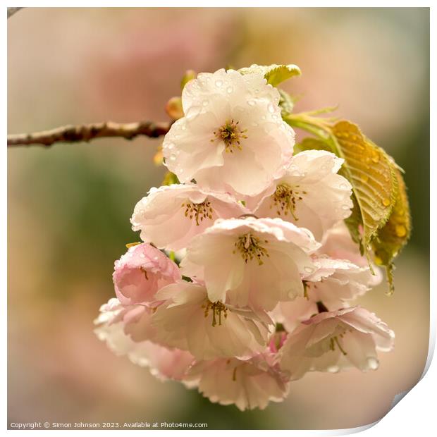 Cherry blossom flower Print by Simon Johnson