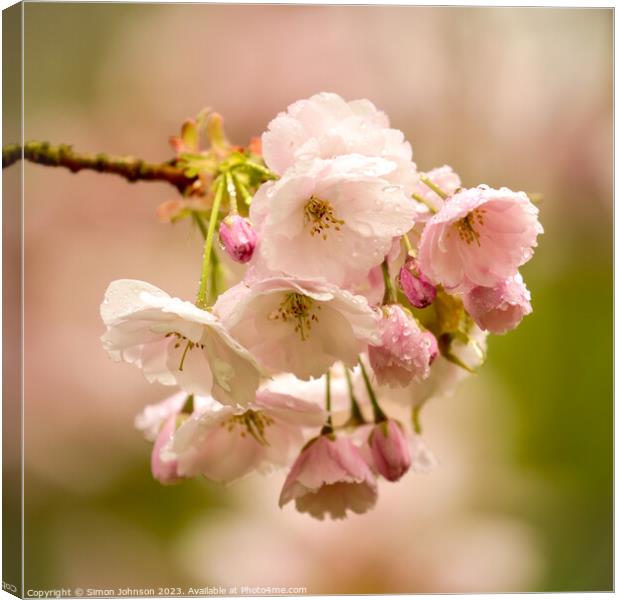 Cherry Blossom Canvas Print by Simon Johnson