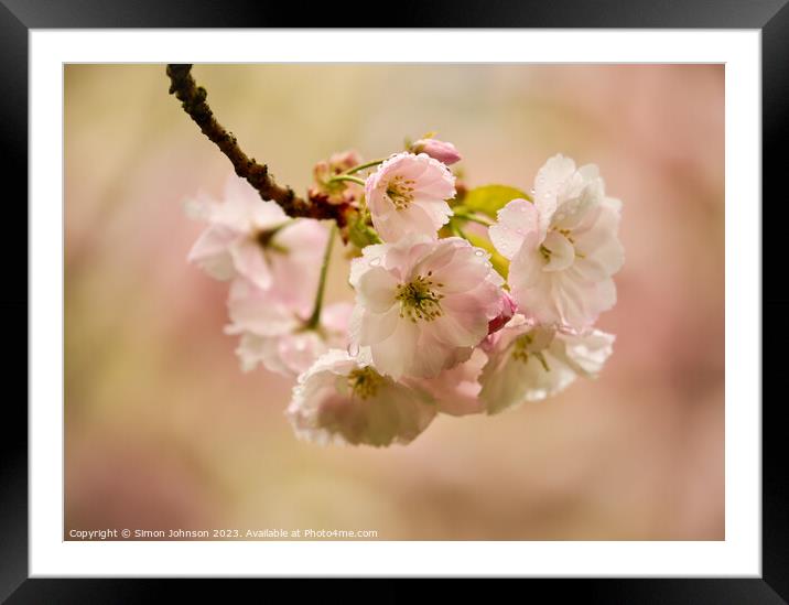 spring Cherry Blossom Framed Mounted Print by Simon Johnson