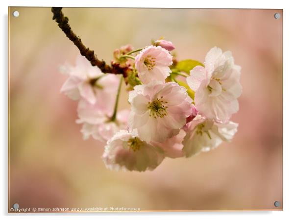 spring Cherry Blossom Acrylic by Simon Johnson