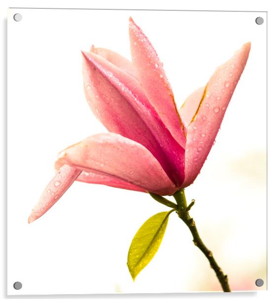 Magnolia Acrylic by Simon Johnson