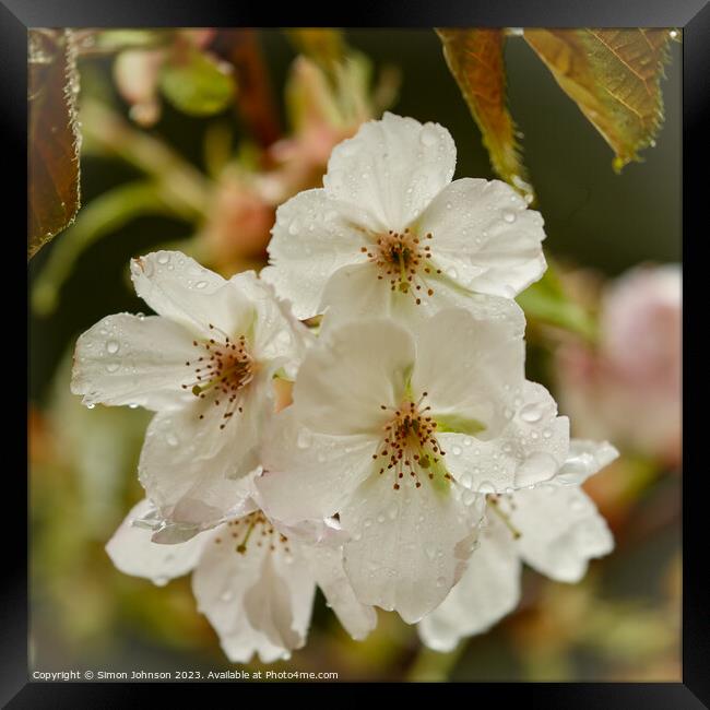 Plant flower Framed Print by Simon Johnson