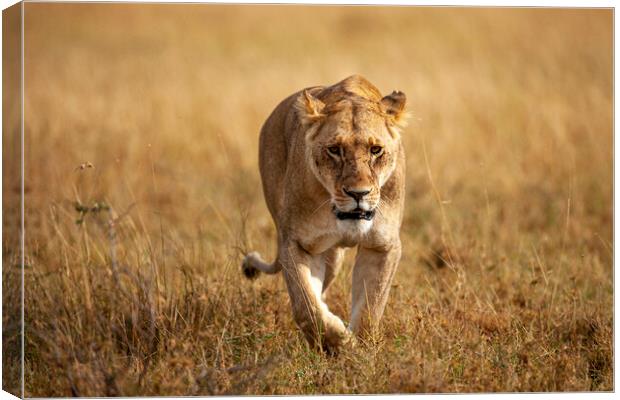 Lioness Canvas Print by Steve Smith