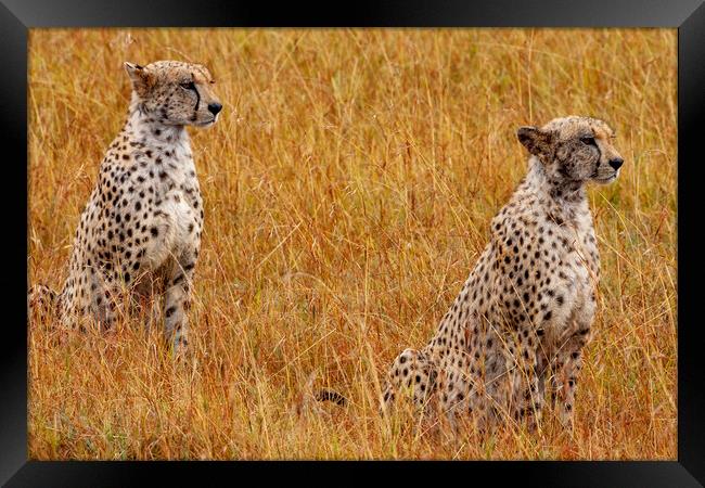 Cheetahs Framed Print by Steve Smith