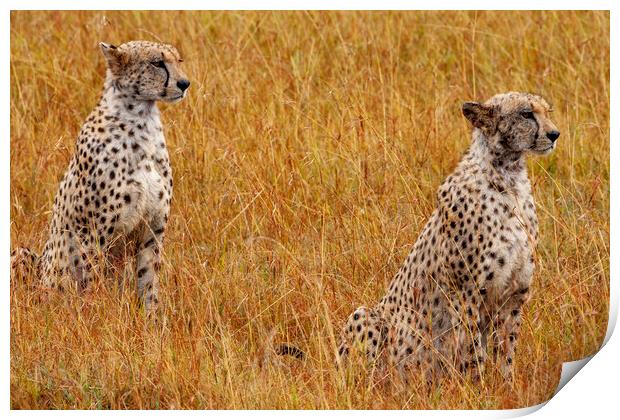 Cheetahs Print by Steve Smith