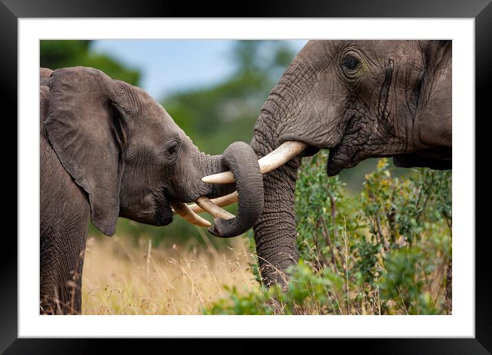 The Emotional and Intelligent Majesty of Elephants Framed Mounted Print by Steve Smith