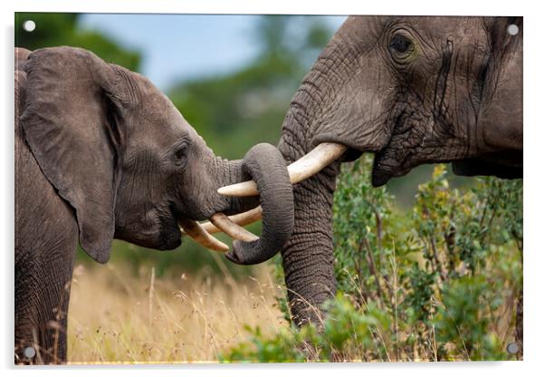 The Emotional and Intelligent Majesty of Elephants Acrylic by Steve Smith