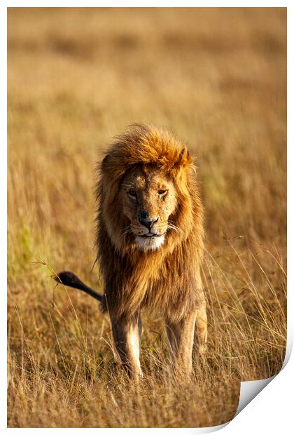 Lion Print by Steve Smith