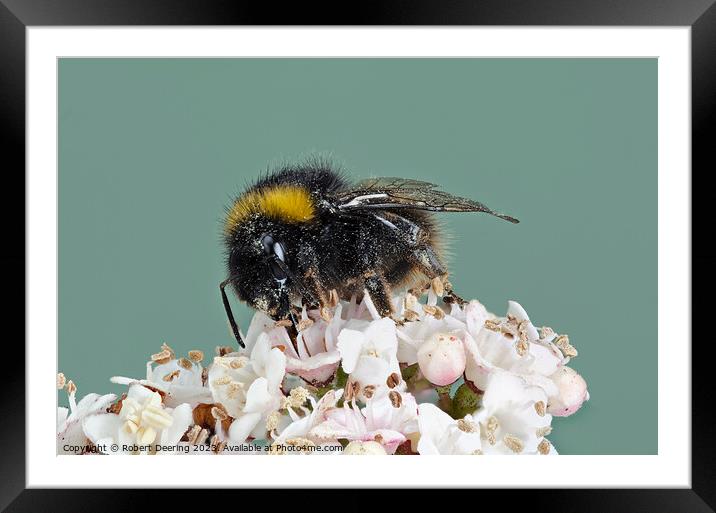 Macro Buff Tailed Bumble Bee On Flower Framed Mounted Print by Robert Deering