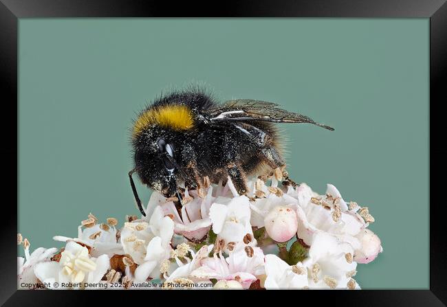 Macro Buff Tailed Bumble Bee On Flower Framed Print by Robert Deering