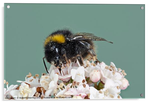 Macro Buff Tailed Bumble Bee On Flower Acrylic by Robert Deering