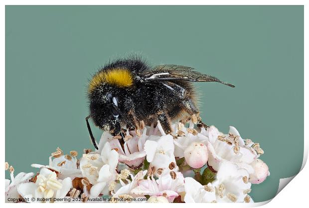 Macro Buff Tailed Bumble Bee On Flower Print by Robert Deering