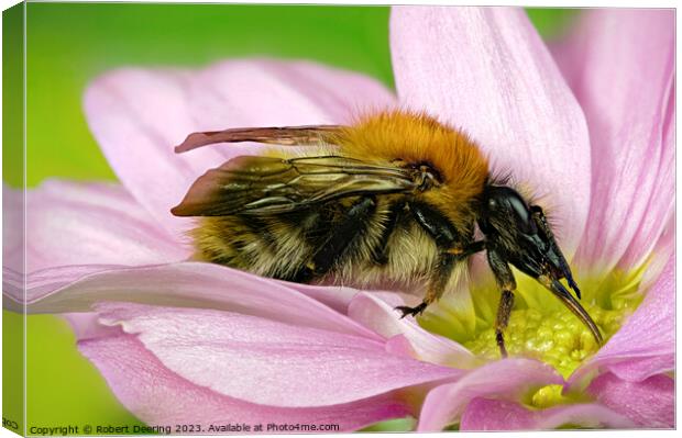 Close Up Common Carder Bumble Bee on flower Canvas Print by Robert Deering