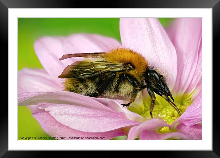 Close Up Common Carder Bumble Bee on flower Framed Mounted Print by Robert Deering