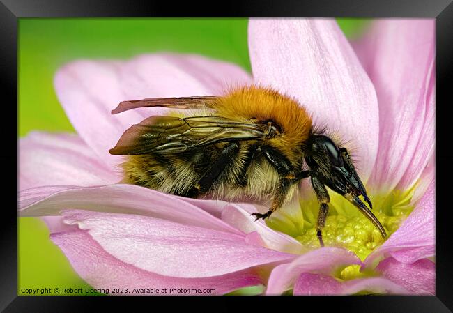 Close Up Common Carder Bumble Bee on flower Framed Print by Robert Deering