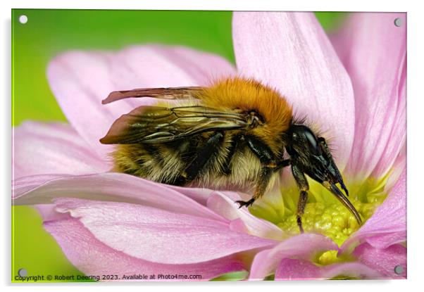 Close Up Common Carder Bumble Bee on flower Acrylic by Robert Deering