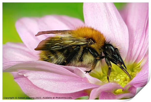 Close Up Common Carder Bumble Bee on flower Print by Robert Deering