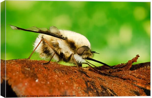  Macro Bee Fly Canvas Print by Robert Deering