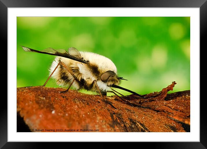  Macro Bee Fly Framed Mounted Print by Robert Deering