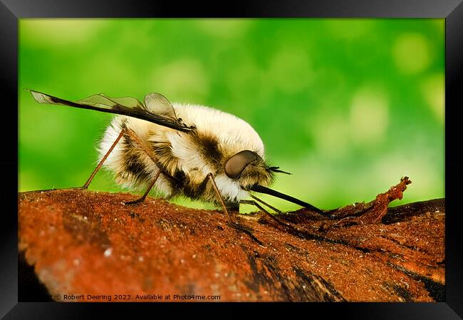  Macro Bee Fly Framed Print by Robert Deering