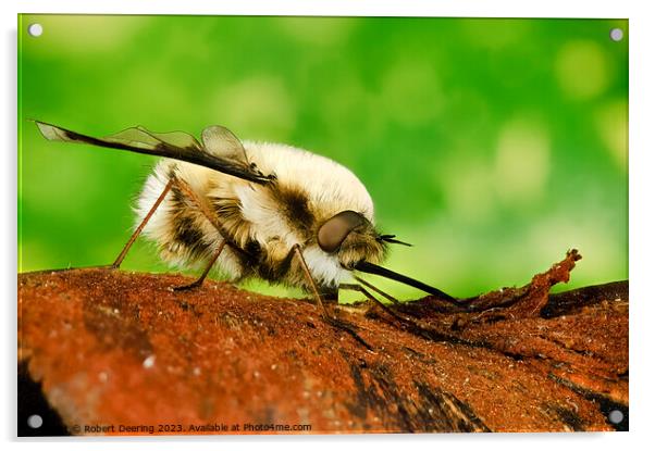  Macro Bee Fly Acrylic by Robert Deering