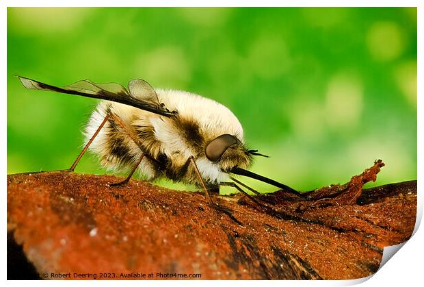  Macro Bee Fly Print by Robert Deering