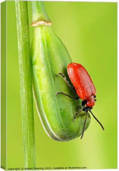 Red Lily Beetle On Snakeshead Fritillary Seedpod Canvas Print by Robert Deering