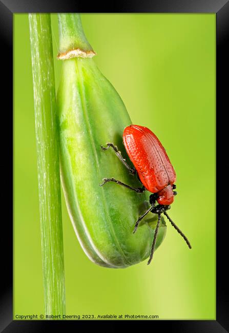 Red Lily Beetle On Snakeshead Fritillary Seedpod Framed Print by Robert Deering