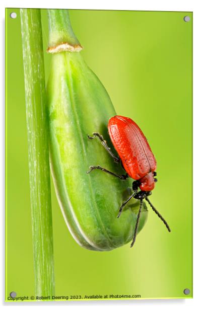 Red Lily Beetle On Snakeshead Fritillary Seedpod Acrylic by Robert Deering