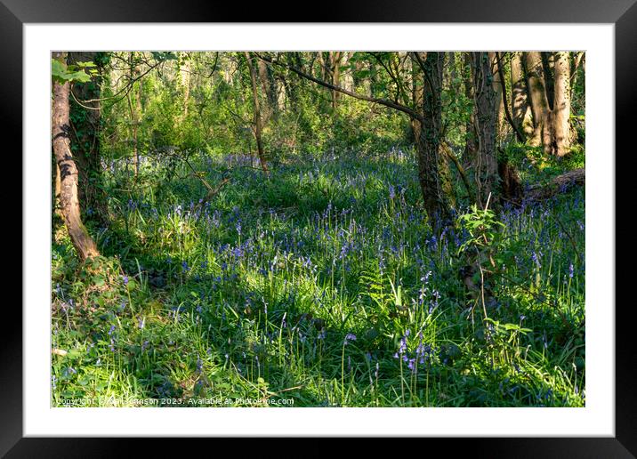 Spring at Penrrhos nature park, Isle of Anglesey North Wales  Framed Mounted Print by Gail Johnson