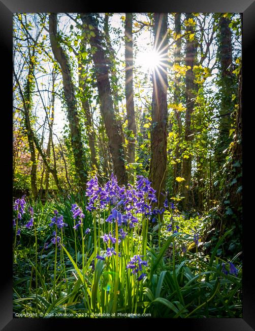 Spring at Penrrhos nature park, Isle of Anglesey North Wales  Framed Print by Gail Johnson
